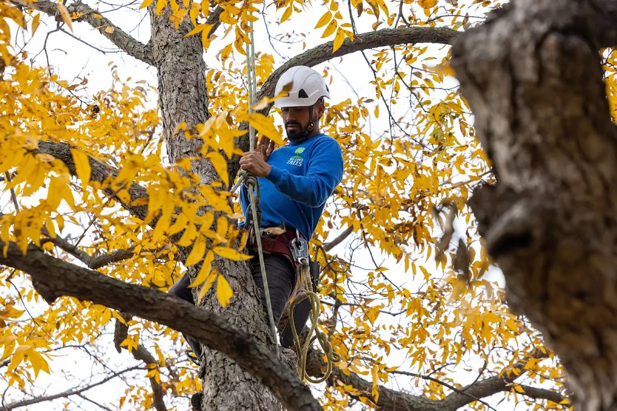 Skilled Storm Damage Cleanup crew working in Corinna