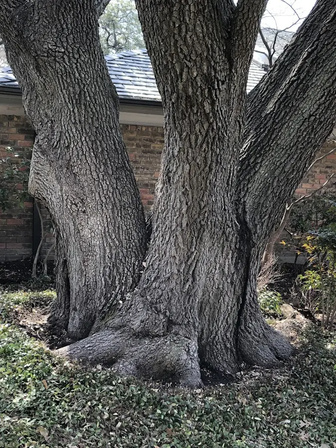 Mature heritage tree close to a Corinna property cared for by certified arborists